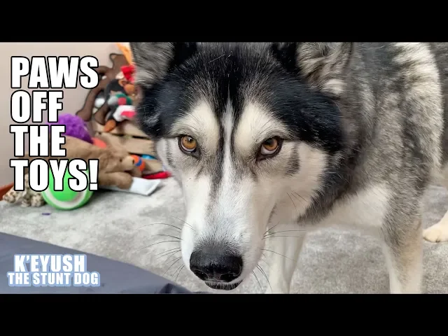husky discusses donating toys and installs toy box alarm!